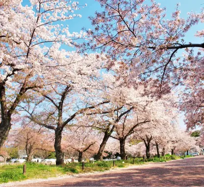 Expo '70 Commemorative Park: A Blossoming Oasis in Osaka