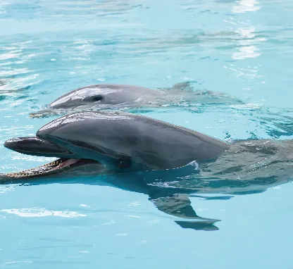 [From March 18 | Official Website Only] 1st Anniversary Stay Plan at Noah Dolphin Dome – Includes Free Admission & Discount Voucher