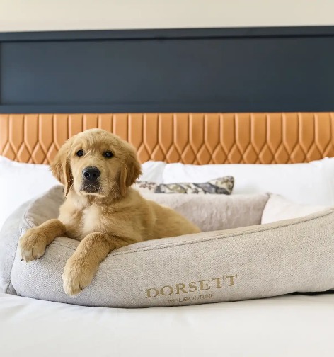 Puppy on Dorsett Melbourne Pet-Friendly Room bed