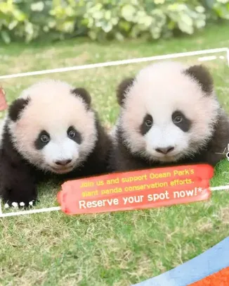 Tis the Season for Panda-full Blessings!